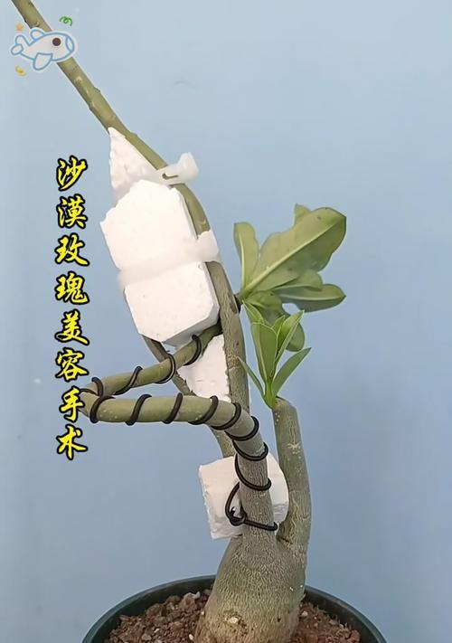 沙漠植物有哪些简称？它们如何适应干旱环境？