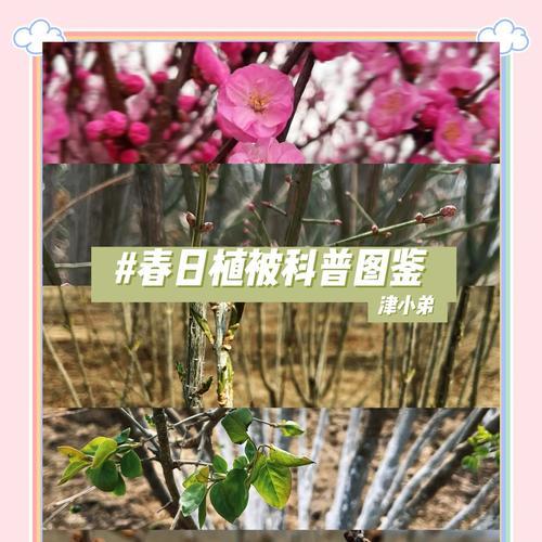 沙漠植物有哪些简称？它们如何适应干旱环境？