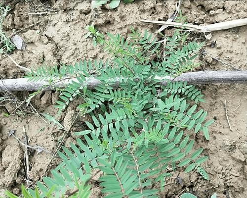 民间土方植物有哪些？哪些植物被用于传统草药治疗？