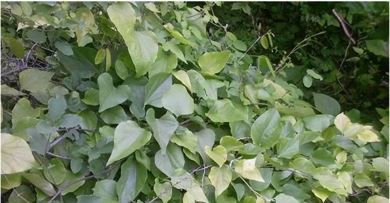 民间土方植物有哪些？哪些植物被用于传统草药治疗？