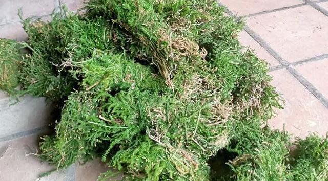 民间土方植物有哪些？哪些植物被用于传统草药治疗？