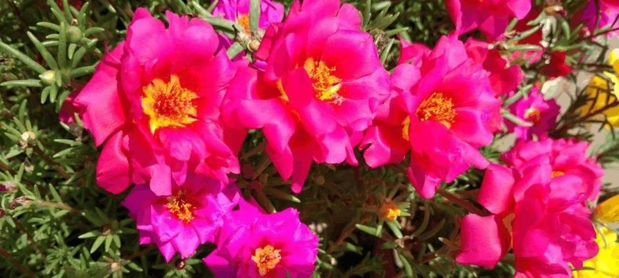 秋天有哪些植物会开花？它们的花期是多久？