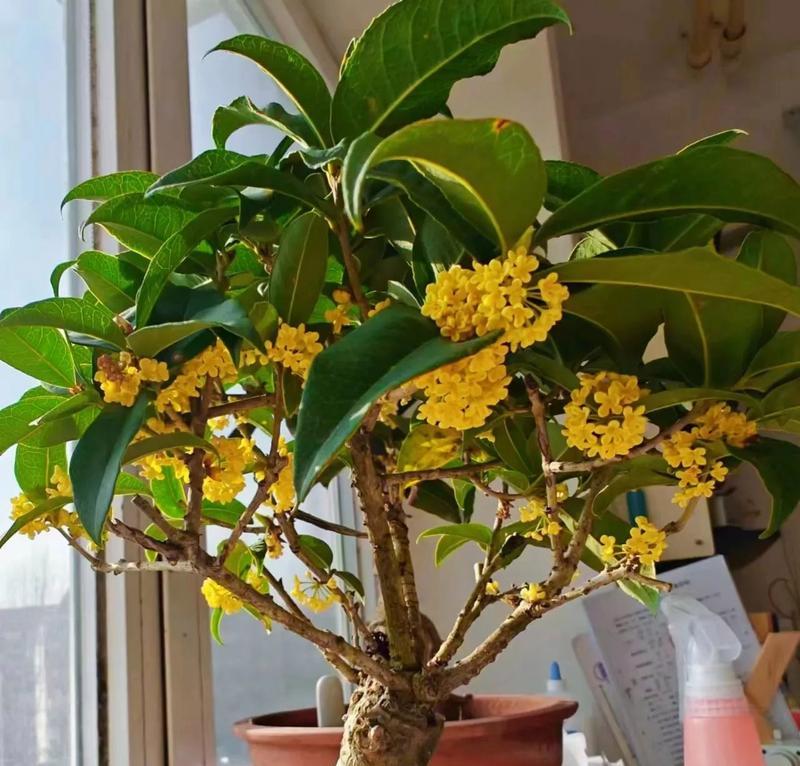 秋天有哪些植物会开花？它们的花期是多久？