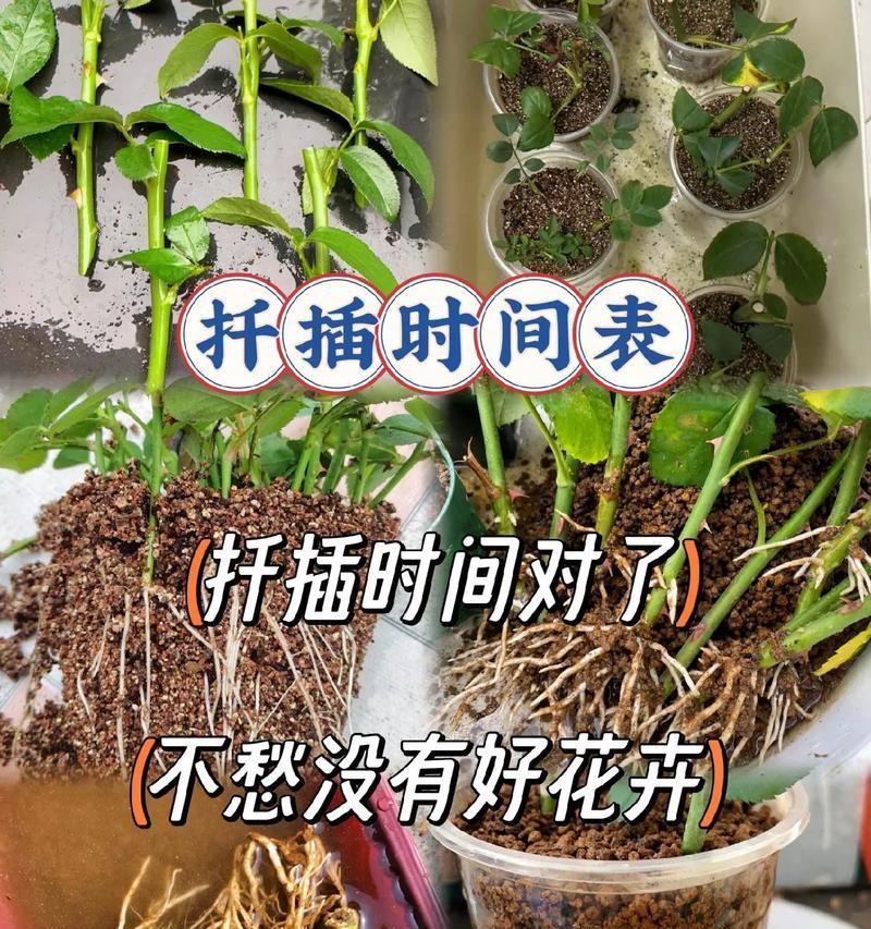 花卉扦插基础操作要点有哪些？如何正确进行花卉扦插？