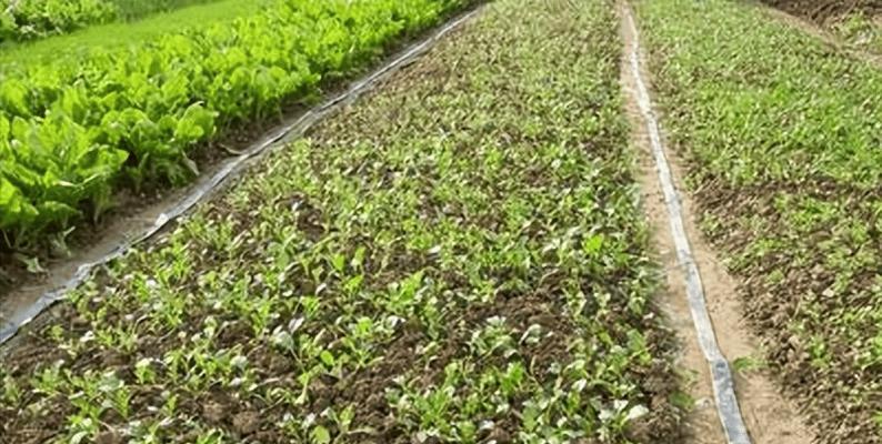 高温育苗时应选择哪些植物？