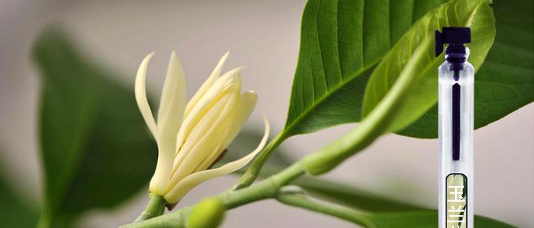 哪种花卉最香？如何选择香味持久的花卉？