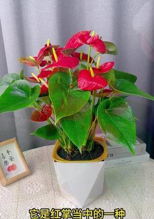 三种耐看颜色的花卉有哪些？如何搭配花卉颜色？