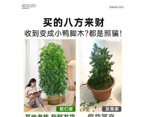 有脚的植物有哪些？这些植物的养殖方法是什么？