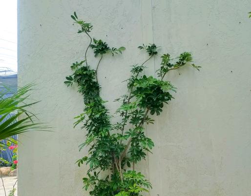 有脚的植物有哪些？这些植物的养殖方法是什么？