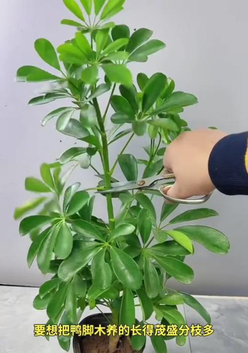 有脚的植物有哪些？这些植物的养殖方法是什么？