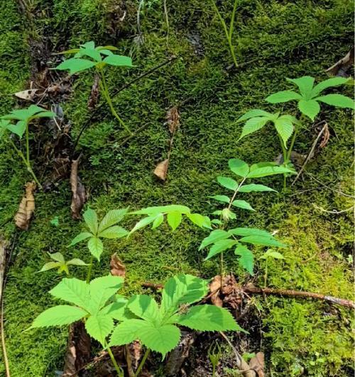 神奇植物有哪些？这些植物的神奇之处在哪里？