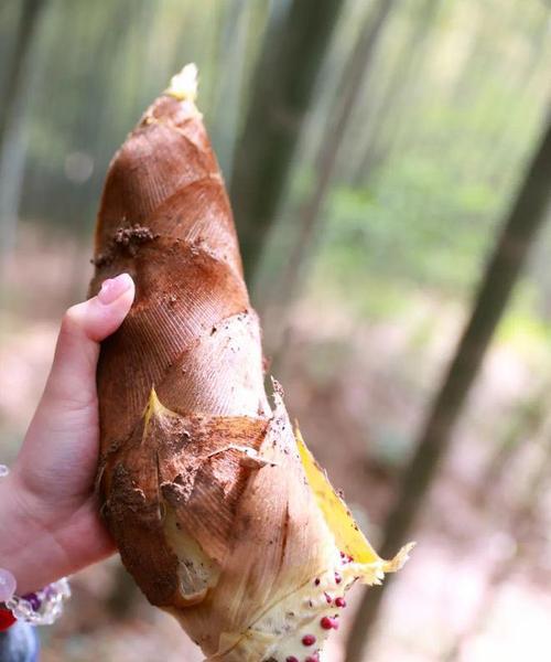 哪些山上的植物会长笋？