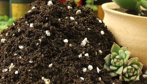 种多肉植物用什么土好？多肉植物的土壤选择有哪些？