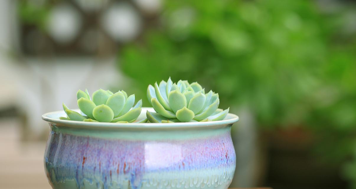 种多肉植物用什么土好？多肉植物的土壤选择有哪些？
