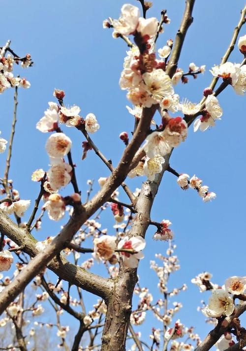 三月有哪些植物？春天赏花去哪里最合适？