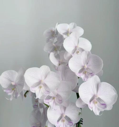 哪种大型花卉的花期最长？