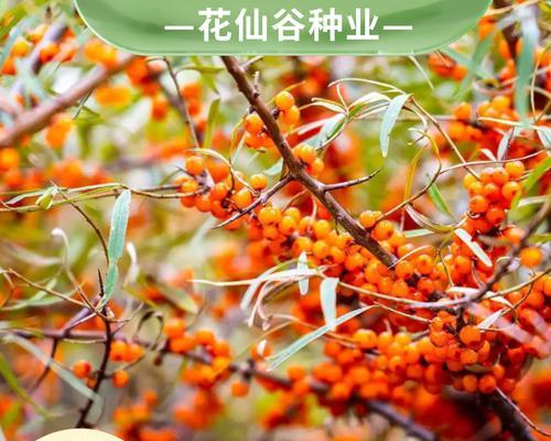 沙棘树耐阴吗？如何养护才能使其生长良好？