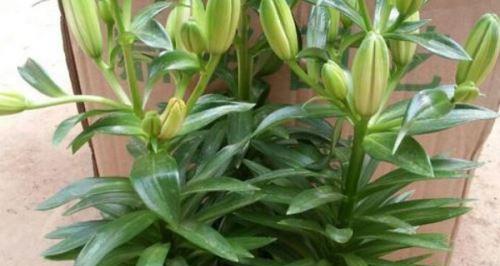 透明盆种植百合的方法是什么？需要注意什么？