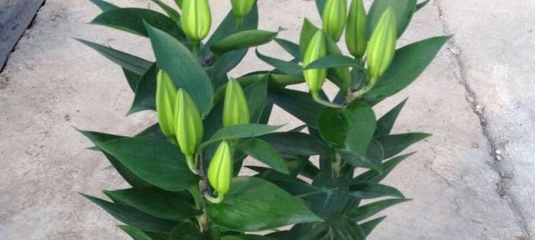 透明盆种植百合的方法是什么？需要注意什么？