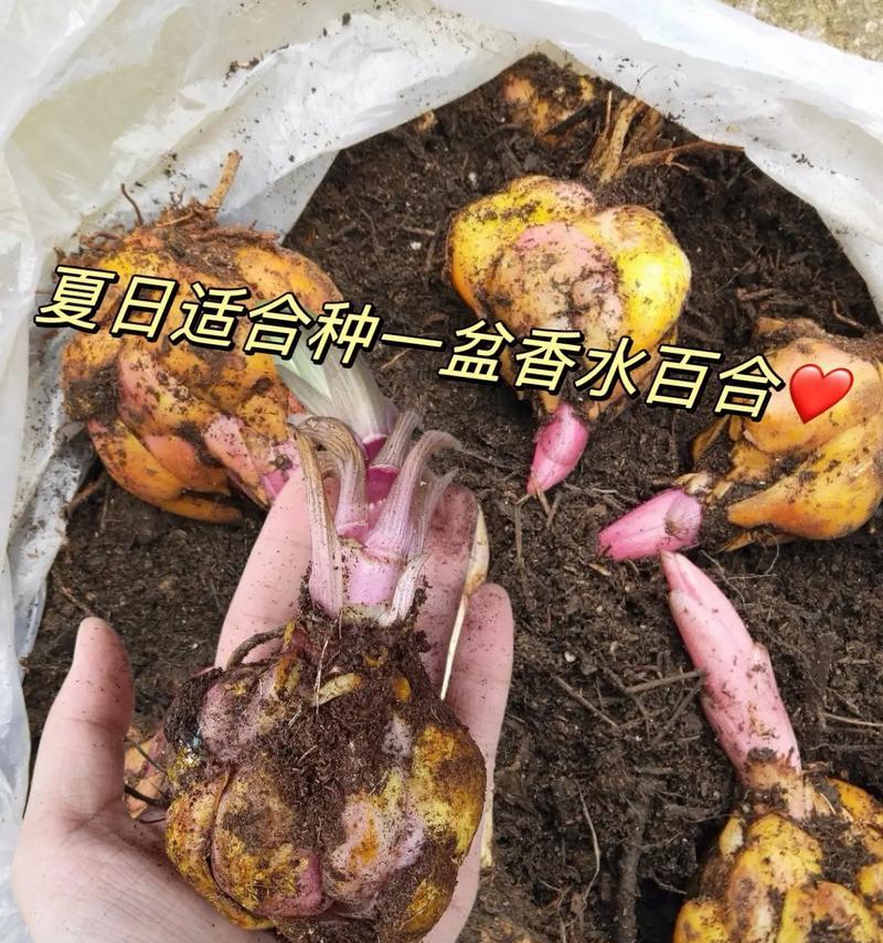 透明盆种植百合的方法是什么？需要注意什么？
