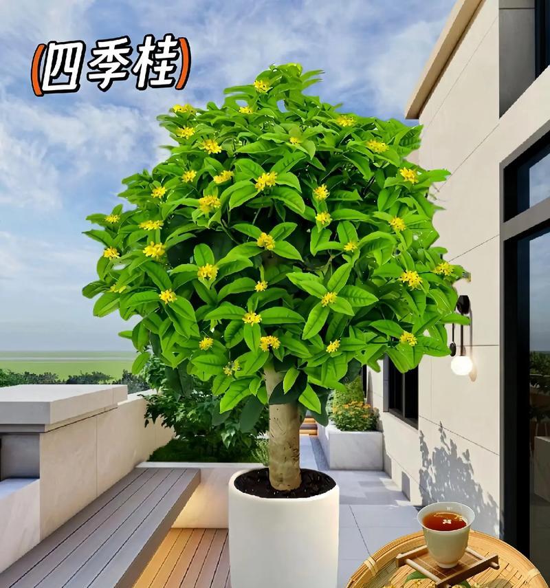 四季有哪些花卉可以在水中养殖？