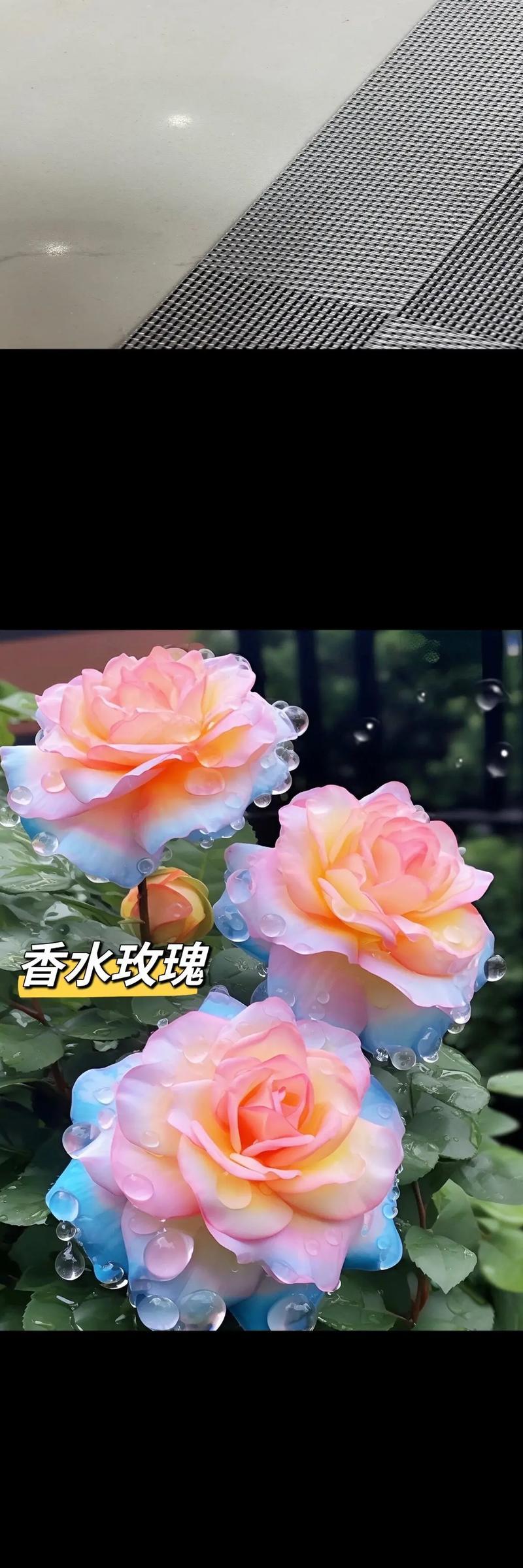 四季有哪些花卉可以在水中养殖？