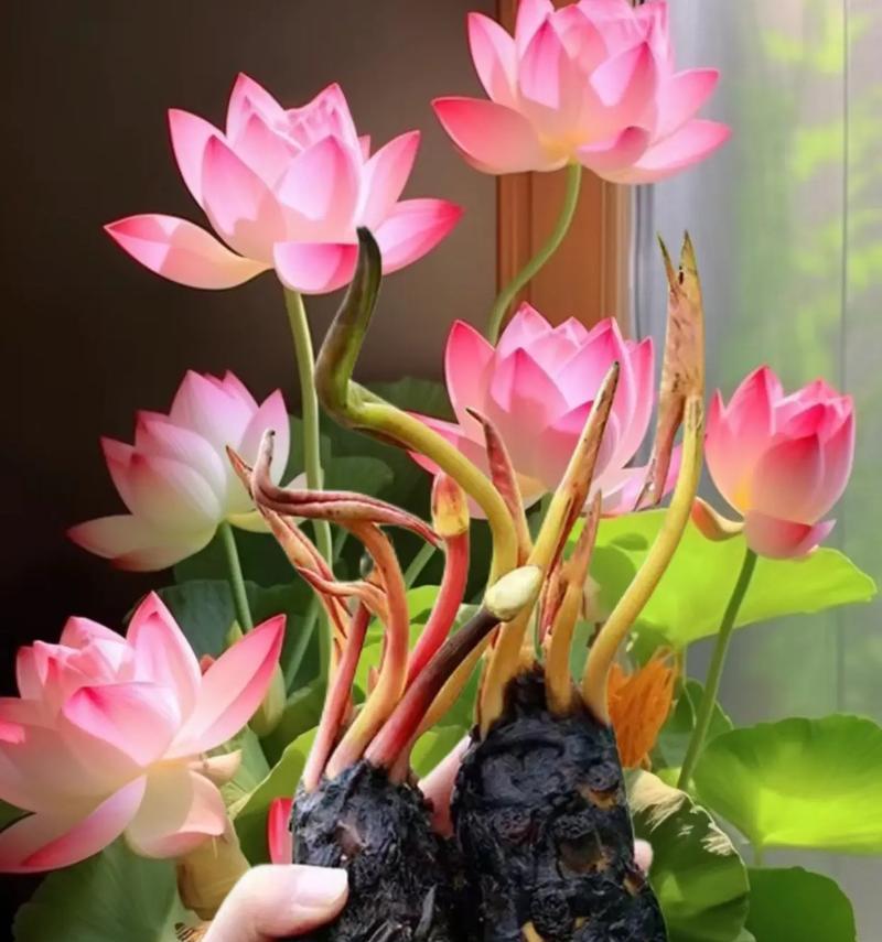 四季有哪些花卉可以在水中养殖？