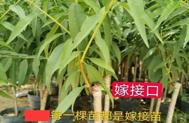 桃树嫁接时砧木切片的正确方法是什么？