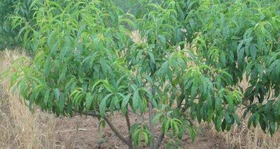 桃树嫁接时砧木切片的正确方法是什么？