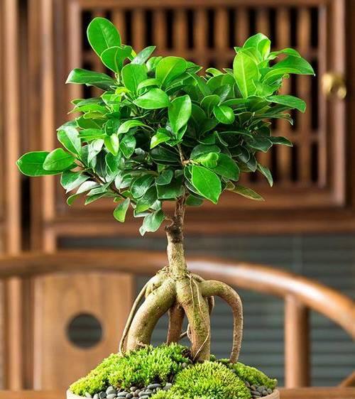 吸水的树叶盆栽如何养护？有哪些特别的养护技巧？