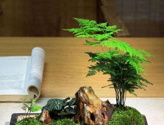 吸水的树叶盆栽如何养护？有哪些特别的养护技巧？