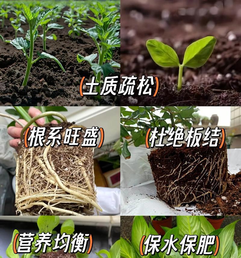 花卉种植时应使用哪种覆盖土壤？覆盖土壤的好处是什么？