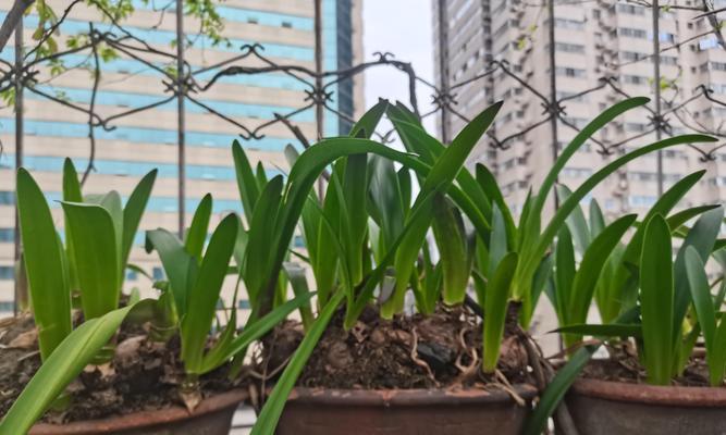 清明时节适合种植哪些植物？如何进行养护管理？
