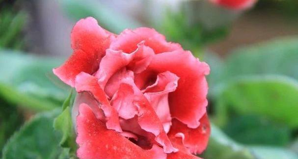 清明时节适合种植哪些植物？如何进行养护管理？