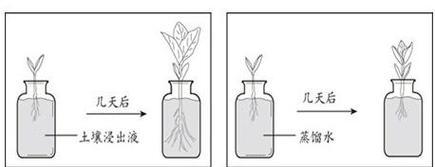 植物营养水怎么用？使用方法和注意事项是什么？