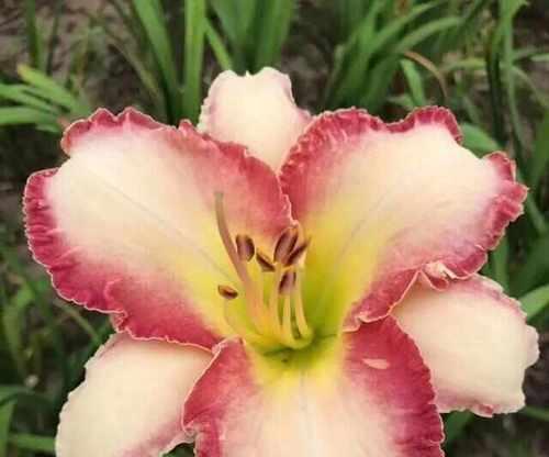宣草是球根花卉吗？原因是什么？
