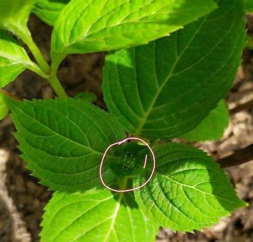 新移栽花卉的施肥方法是什么？