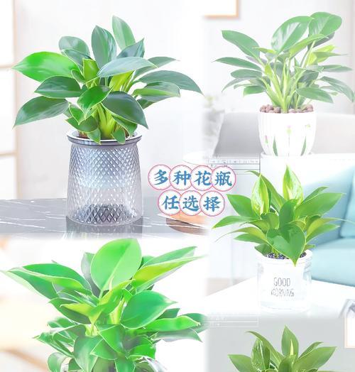 新移栽花卉的施肥方法是什么？
