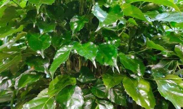 新移栽花卉的施肥方法是什么？
