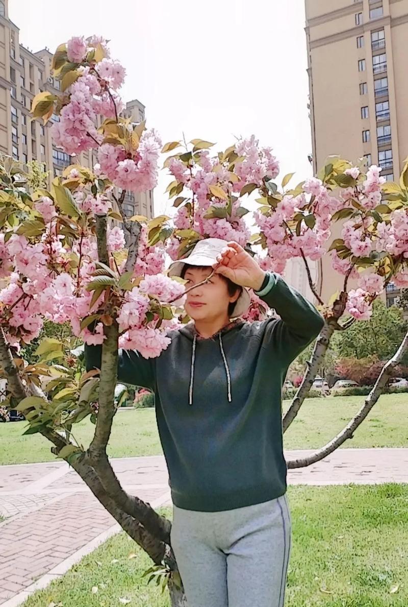 樱花花语是什么寓意呢？唐姐玫瑰花语是什么意思啊？
