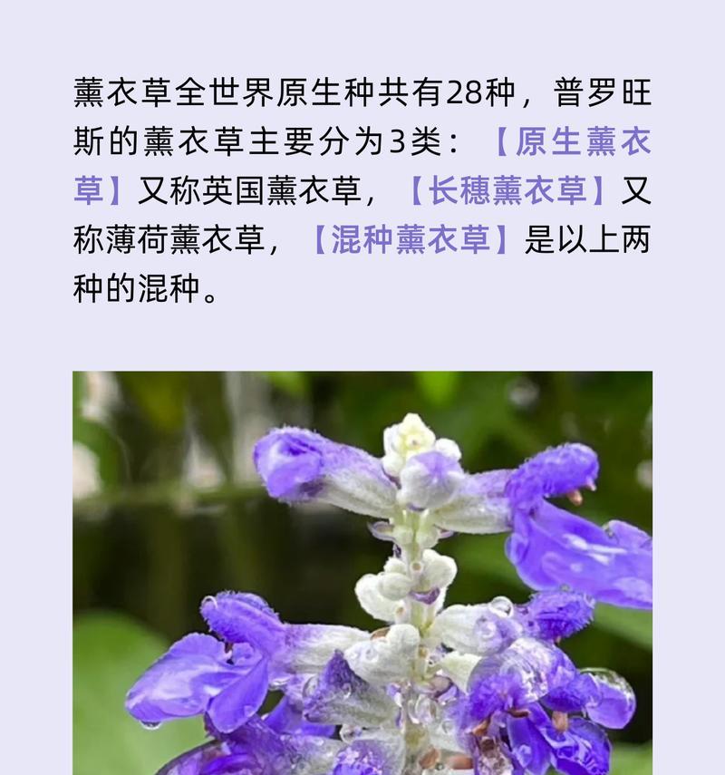 在日本，薰衣草的花语有何不同？