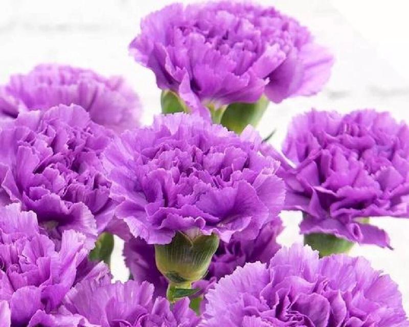 康馨花代表什么？它的花语有何特别之处？