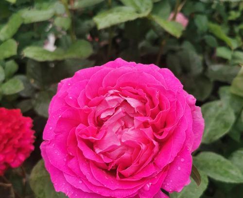 粉色牡丹代表了什么？它的花语有哪些寓意？