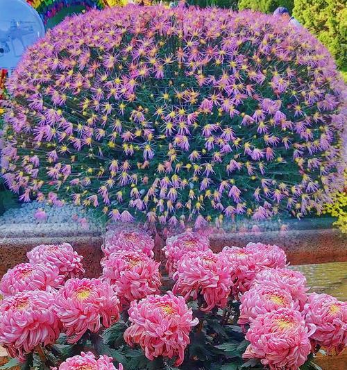 粉色牡丹代表了什么？它的花语有哪些寓意？