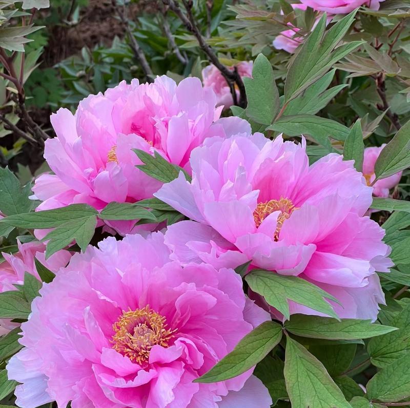 粉色牡丹代表了什么？它的花语有哪些寓意？