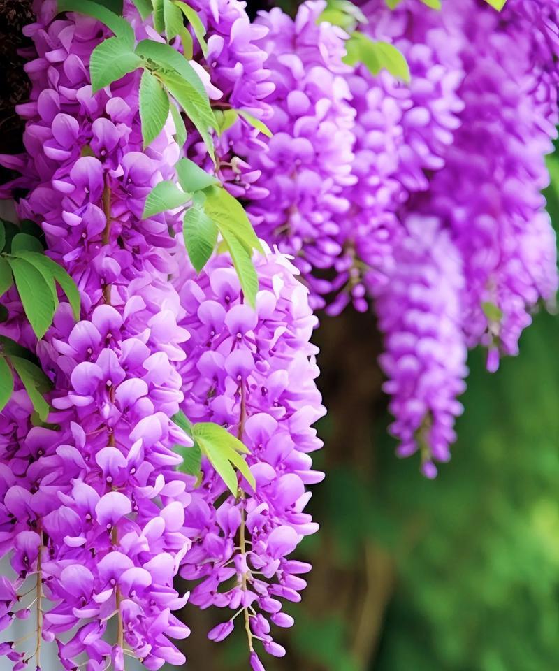 暗紫色花束花语及寓意是什么？暗紫色花束传递的情感是什么？