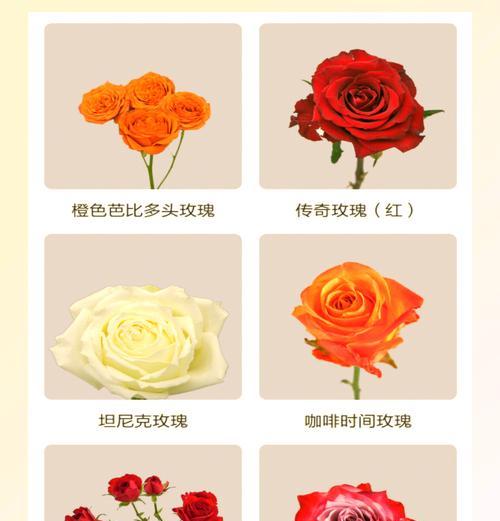 玫瑰花语有哪些不同含义？