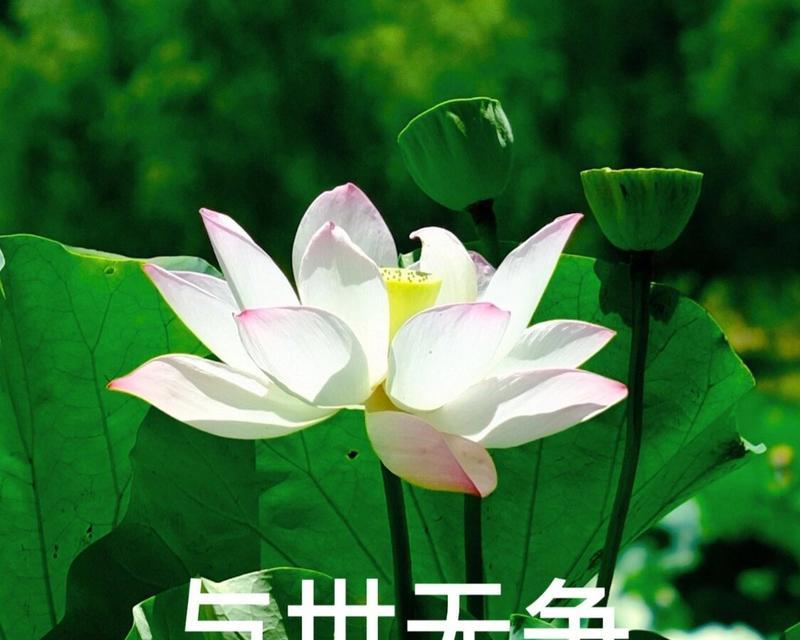 荷花主题的花语是什么？荷花主题代表什么？