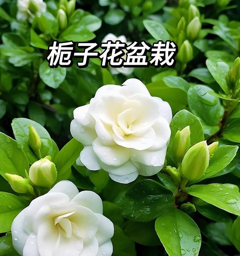 栀子花的寓意和花语精神是什么？它象征着什么？