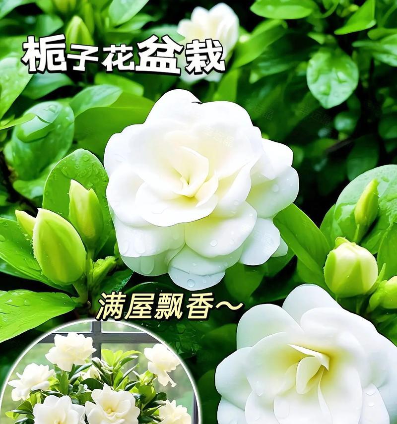 栀子花的寓意和花语精神是什么？它象征着什么？